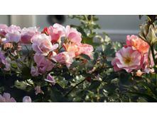 �������������� Jazz