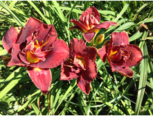 �������� ���� ������