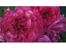 ���� rosarium uetersen