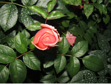 ���� Chippendale / ������ ���������