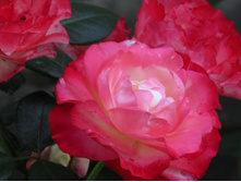 ���� ��������� / ������ ���������