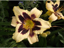 �������� ������ ������