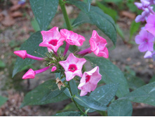 ����� "��������� �����"