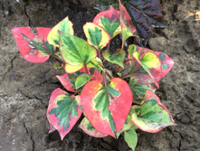 ���������� 100�.