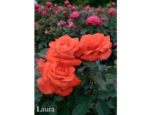 ���� Laura (�������� 1��).jpeg