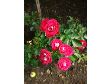 IMG 20180805 120420.jpg