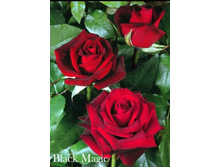 ���� Black Magic (�������� 8��).jpeg