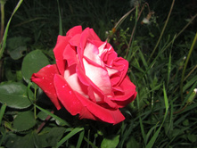 ���� ������