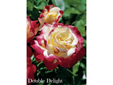 ���� Double Delight (�������� 12��).jpeg