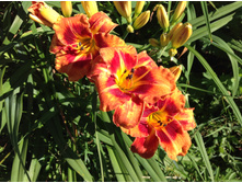 �������� ������