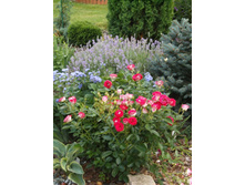 ���� Schone Koblenzerin, �������, ��������