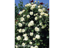 ���� Schneewalzer (�������� 5 ��).jpeg