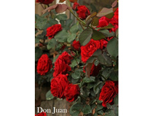 ���� Don Juan (�������� 24��).jpeg