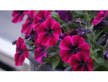 Petunia. Sweetunia Suzie Storm