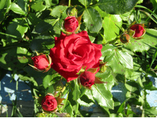 �������� ����� (SPRAY MIRABEL)