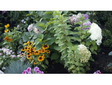 ��������� ��� ����