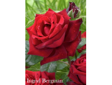 ���� Ingrid Bergman (�������� 2��).jpeg