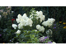 ��������� ����������� �������� �������