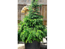 ��� �������� �7 2�� 750�.jpg