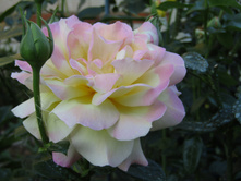 ���� ������ ��� / ������ ���������