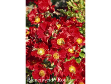 ���� Bienenweide Rot (�������� 5��).jpeg