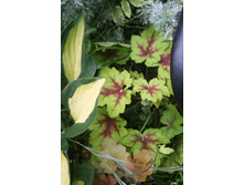 Heucherella Stopligh