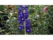 ���������� ���� �����