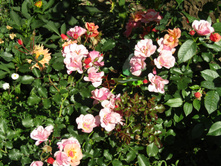 ���� Jazz / ������ ���������