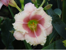 �������� Janice Brown (������ �����)