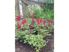 �������� ����-�������� ������ 50 ���