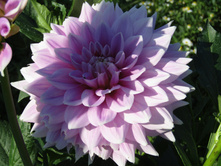 ������� �������� ����������.JPG