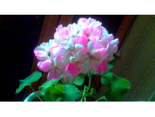 ���������� PAC Mosaic Pink