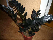 ������������ ������ , ���� �����