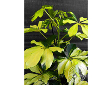 �������� ������