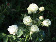 ���� ���� / ��������