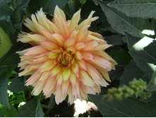 ������� ������� �����