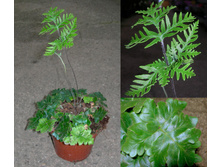 ���������� ����������� Doryopteris cordata