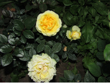 ����������� (��� �����)