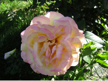 ���� ������ ��� / ������ ���������