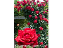 ���� Grimpant Crimson Glory (�������� 6��).jpeg