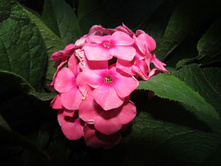 ����� ����� ��������