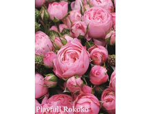 ���� Playfull Rokoko (�������� 5��).jpeg