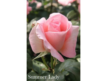 ���� Summer Lady (�������� 6��).jpeg