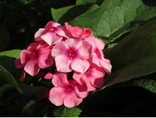 ����� Paniculata Orange Perfection