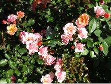 ���� Jazz / ������ ���������