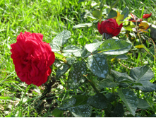 ���� Piano / ������ ���������