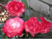 ���� ��������� / ������ ���������