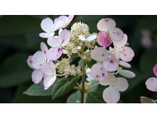 ���� ���