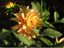 ������� ������� �����