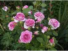 ������� �����